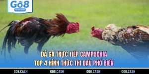 Đá Gà Trực Tiếp Campuchia | Top 4 Hình Thức Thi Đấu Phổ Biến