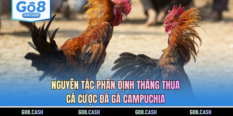 Nguyên tắc phân định thắng thua cá cược đá gà Campuchia